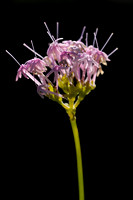 Smalbladige Spoorbloem - Centranthus angustifolius