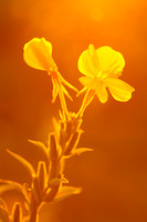 Middelste Teunisbloem; Common Eveningprimrose; Oenothera biennis