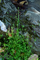 Frans walstro; Wall bedstraw; Galium parisiense