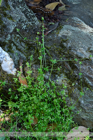 Frans walstro; Wall bedstraw; Galium parisiense