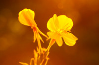 Middelste Teunisbloem; Common Eveningprimrose; Oenothera biennis