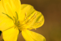 Middelste Teunisbloem - Common Eveningprimrose - Oenothera biennis