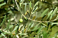 Olijf; Olive; Olea europaea;