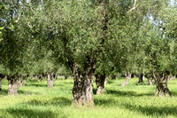 Olijf - Olive - Olea europaea