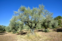 Olijf; Olive; Olea europaea;
