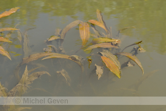 Rivierfonteinkruid; Loddon pondweed; Potamogeton nodosus