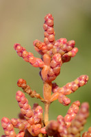 Eenbloemige zeekraal; One-flowered glass wort; Salicornia pusill