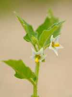 Glansbesnachtschade;Green nightshade;Solanum physlifolium;