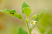 Glansbesnachtschade;Green nightshade;Solanum physlifolium;