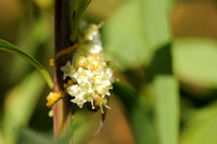 Oeverwarkruid - Common Dodder - Cuscuta gronovii