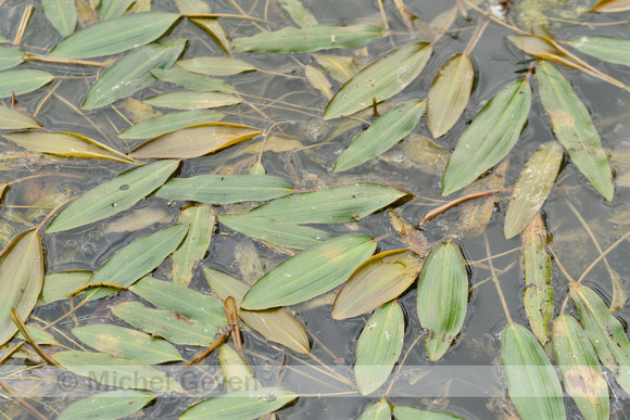 Rivierfonteinkruid; Loddon pondweed; Potamogeton nodosus
