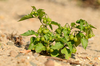 Glansbesnachtschade; Green nightshade; Solanum physalifolium