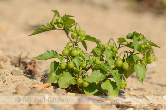 Glansbesnachtschade; Green nightshade; Solanum physalifolium