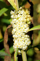 Oeverwarkruid;Common Dodder;Cuscuta gronovii