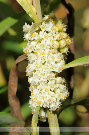 Oeverwarkruid;Common Dodder;Cuscuta gronovii