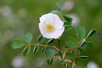 Rosa montana