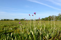 Spaanse ruiter; Meadow Thistle; Cirsium dissectie