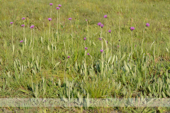 Spaanse ruiter; Meadow Thistle; Cirsium dissectie