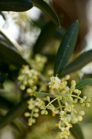 Olijf; Olive; Olea europaea