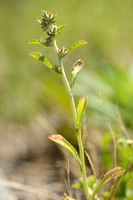 Amerikaanse Droogbloem; Spoon-leaf cudweed; Gamochaeta pensylvan