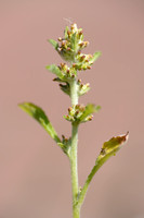Amerikaanse Droogbloem; Spoon-leaf cudweed; Gamochaeta pensylvan