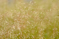 Bochtige Smele; Wavy hair grass; Deschampsia flexuosa