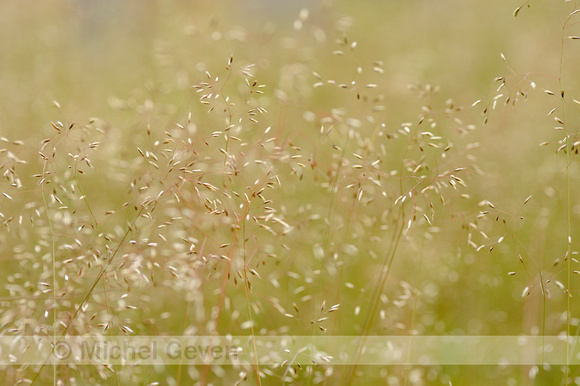 Bochtige Smele; Wavy hair grass; Deschampsia flexuosa