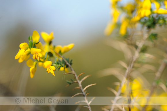 Stekelbrem; Petty Whin; Genista anglica;