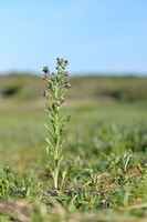 Veldhondstong; Hound's-Tongue; Cynoglossum officinale