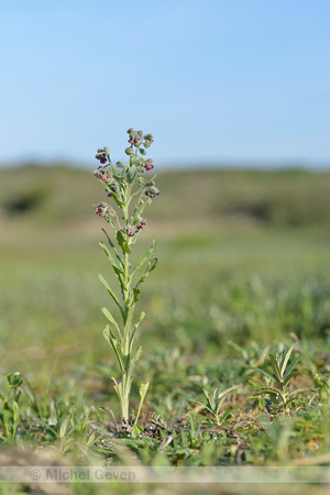 Veldhondstong; Hound's-Tongue; Cynoglossum officinale