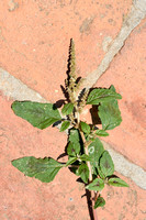 Liggende majer; Perennial Pigweed; Amaranthus deflexus