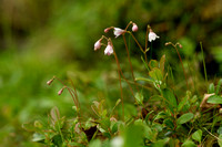 Linnaeusklokje - Twinflower - Linnaea borealis