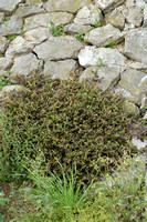 Liggende majer; Perennial Pigweed; Amaranthus deflexus; Amarantu