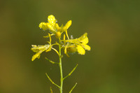 Zwarte Mosterd - Black Mustard - Brassica nigra
