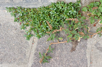 Ligende majer; Perennial Pigweed; Amaranthus deflexus