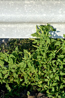 Ligende majer; Perennial Pigweed; Amaranthus deflexus