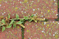 Liggende majer; Perennial Pigweed; Amaranthus deflexus
