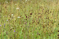 Grote pimpernel; Great burnet; Sanguisorba officinalis