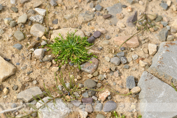 Alpine Pearlwort; Sagina saginoides