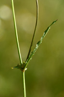 Klein Streepzaad; Smooth Hawksbeard; Crepis capillaris