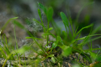 Slijkgroen; Mudwort; Limosella aquatica
