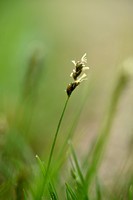 Dichte Bermzegge; Prickly Sedge; Carex muricata