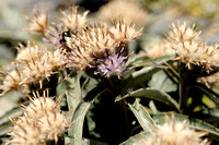 Alpine Saw-wort; Saussurea alpina subsp. depressa;
