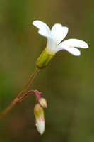 Knolsteenbreek; Meadow Saxifrage; Saxifraga granulata