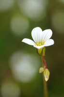 Knolsteenbreek -  Meadow Saxifrage -  Saxifraga granulata