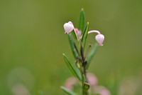 Lavendelhei; Bog Rosemarym; Andromeda polifolia