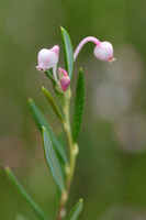 Lavendelhei - Bog Rosemarym - Andromeda polifolia