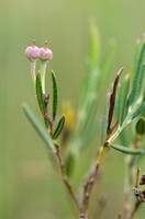Lavendelhei; Bog Rosemarym; Andromeda polifolia