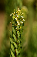 flax-leaved daphne; Daphne gnidium