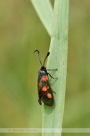 Vijfvlek-sint-jansvlinder; Five-spot Burnet; Zygaena trifolii